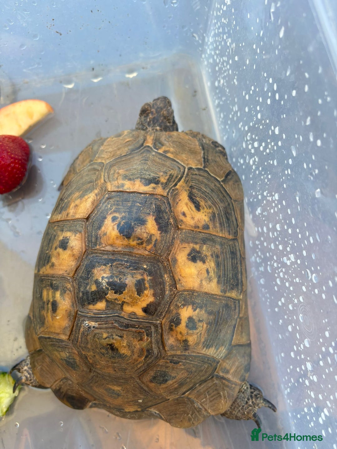 Tortoise reptiles for sale: Tortoise  - Image 1