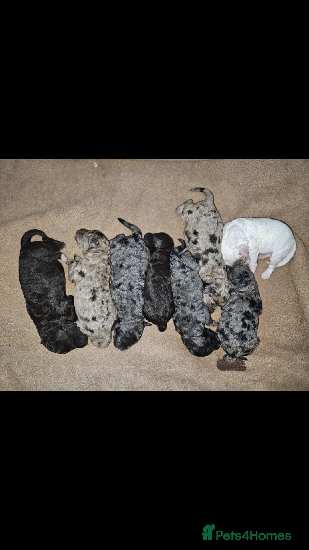 Miniature Poodle dogs for stud: Prince Phillip in Benfleet - Advert 4