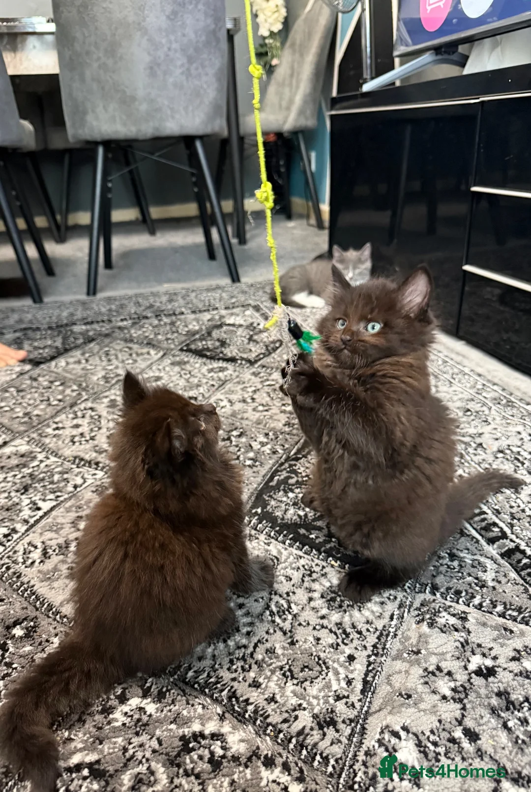 Maine Coon cats for sale: Maine Coon x British shorthair - Advert 1