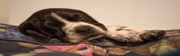 Pointer dogs for sale: Gorgeous KC reg Pointer Puppies in Maidstone - Advert 6
