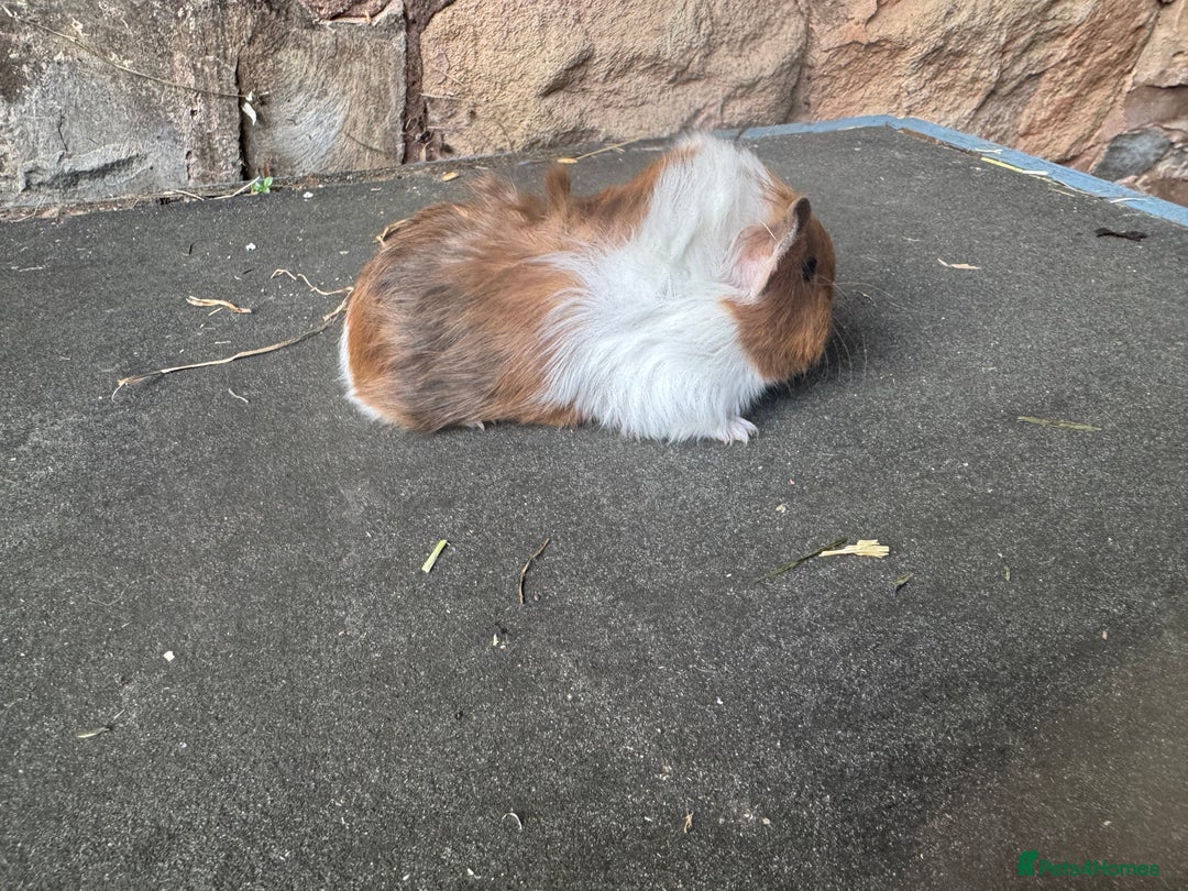 Guinea Pig rodents for sale: Beautiful baby male guinea pigs  - Advert 7