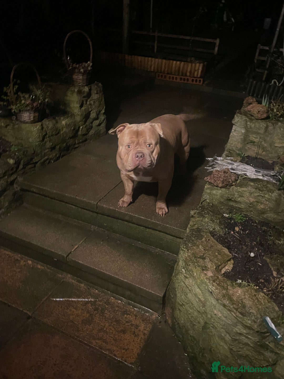 American Bully dogs for stud: Standard American bully available for stud  - Advert 3