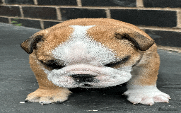 English Bulldog dogs for sale: KC REG AMAZING LITTER OF BRITISH BULLDOGS - Image 7