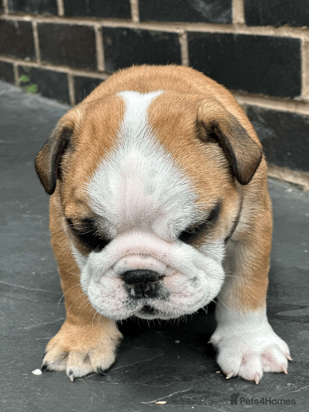 English Bulldog dogs for sale: KC REG AMAZING LITTER OF BRITISH BULLDOGS - Image 7