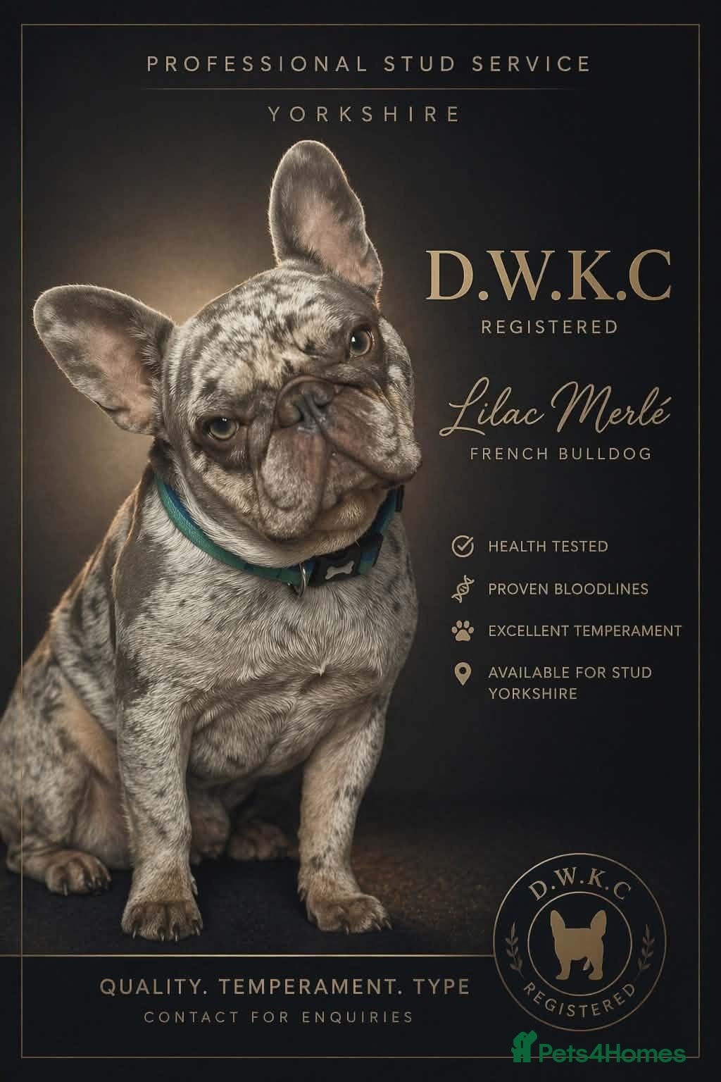 French Bulldog dogs Stunning merle French bulldogs  - Advert 1