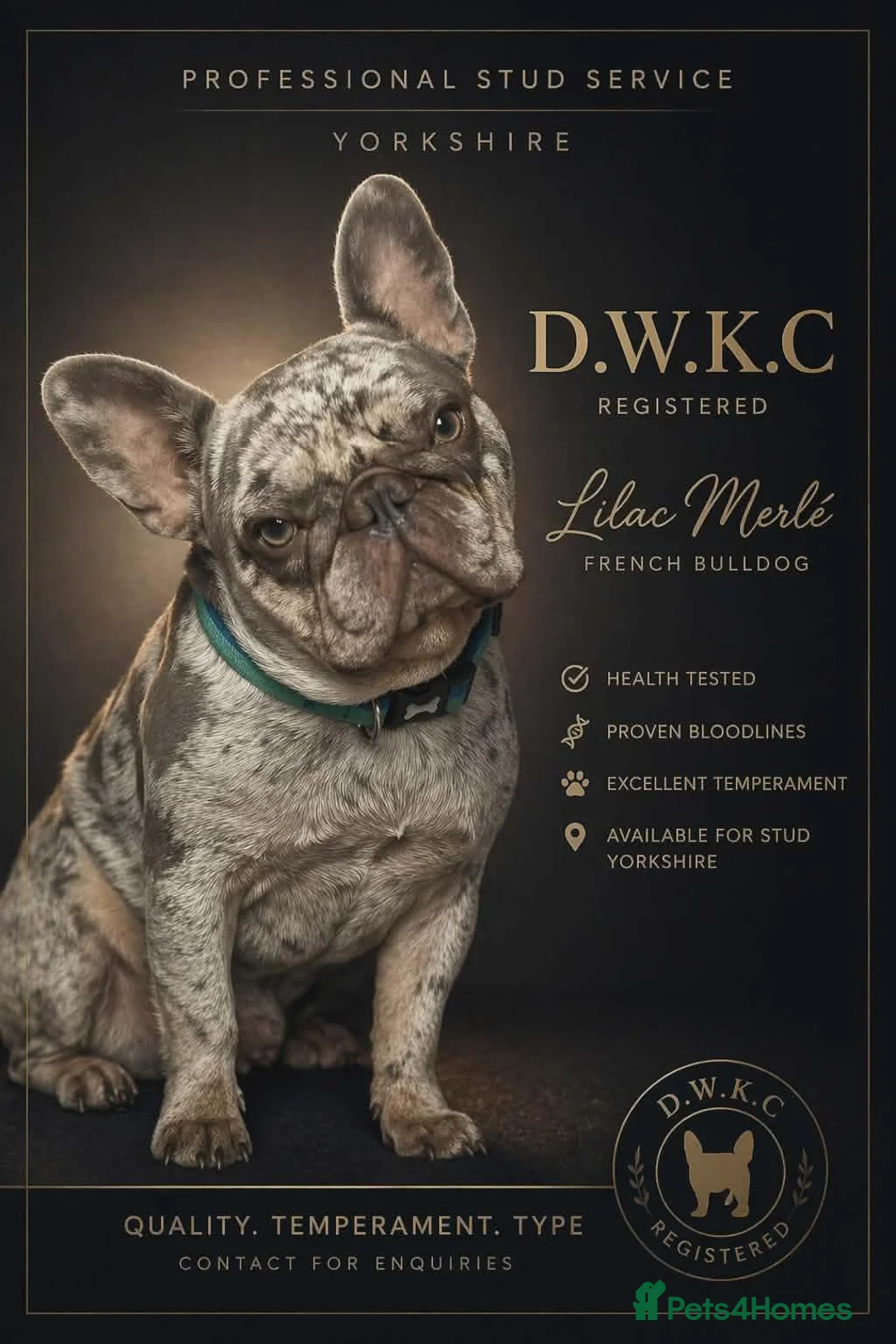 French Bulldog dogs for stud: Stunning merle French bulldogs  - Advert 1