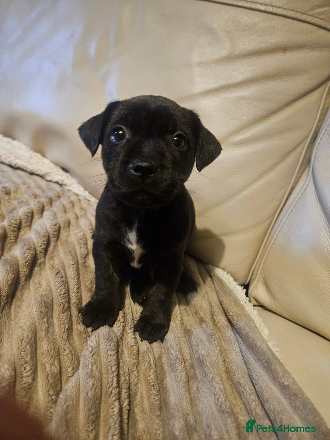 Mixed Breed dogs for sale: Staffy cross jacksui - Advert 35