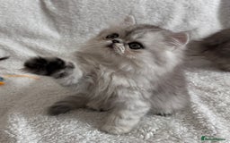 Persian cats for stud: Proven Persian Stud Shelby 💙 - Image 18
