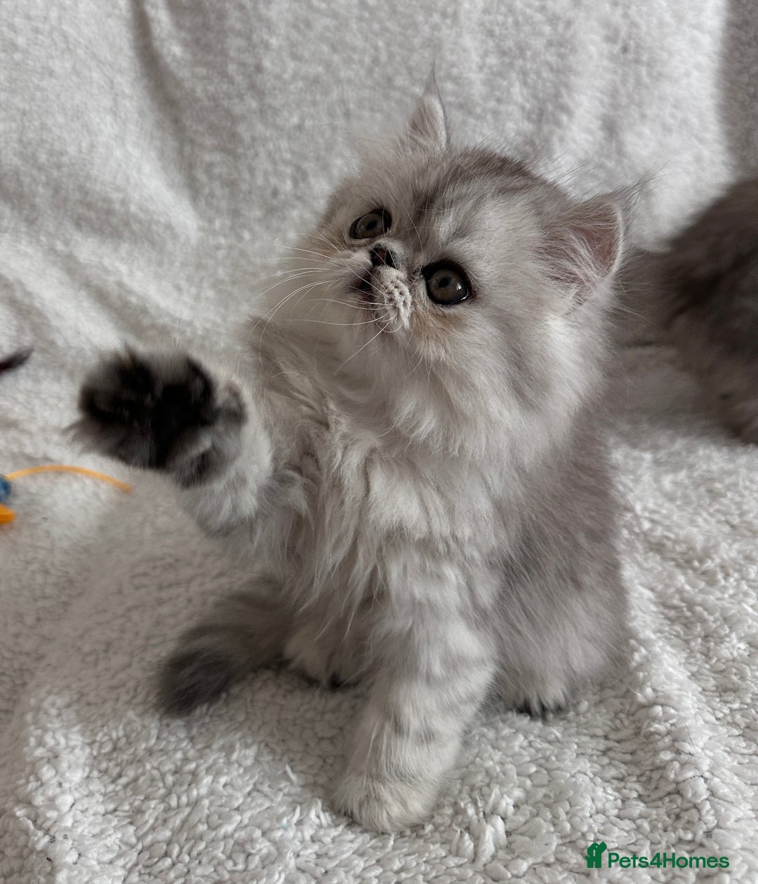 Persian cats for stud: Proven Persian Stud Shelby 💙 - Image 18