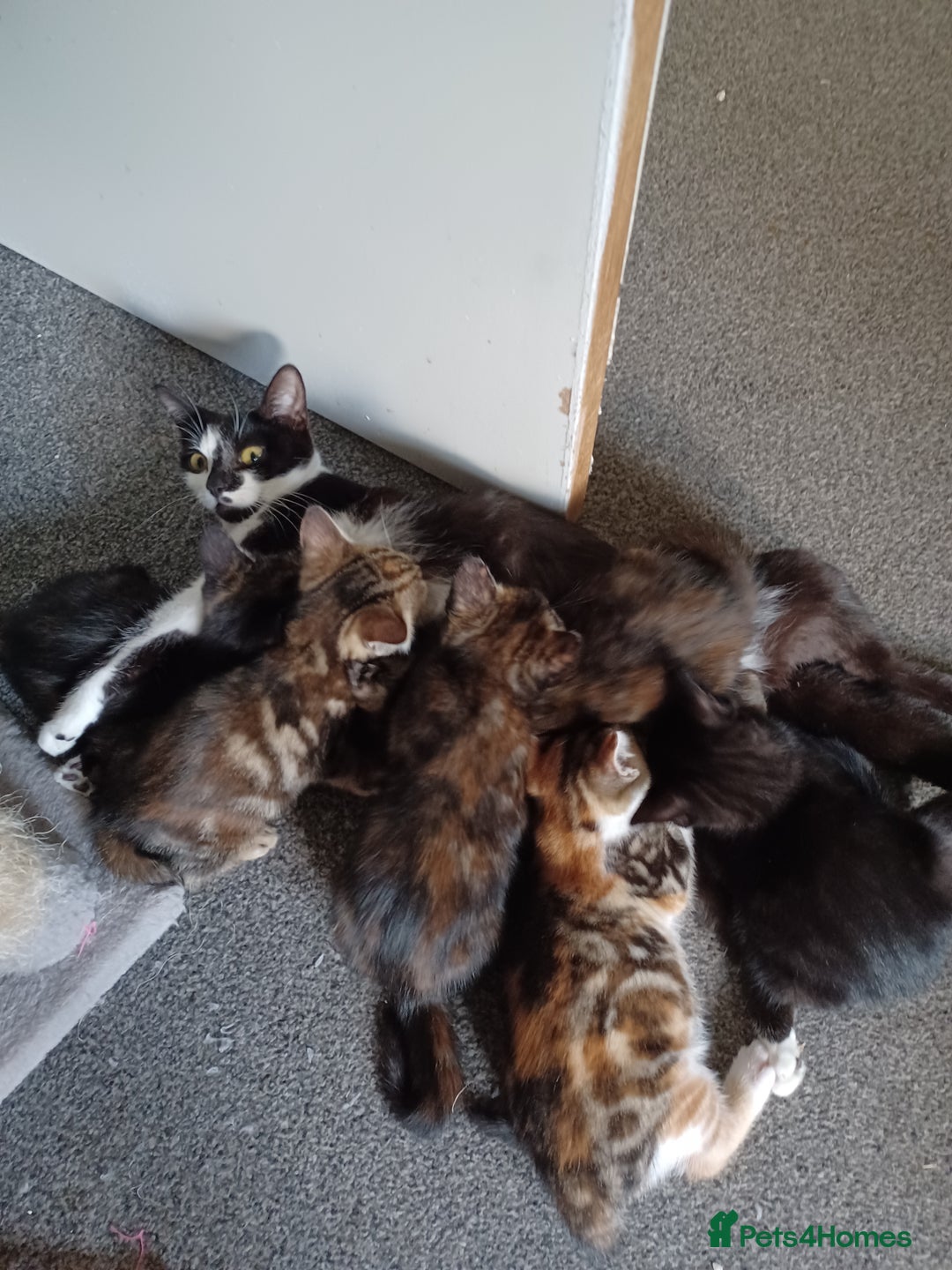 Domestic Shorthair cats for sale: Stunning kittens for sale - Image 2