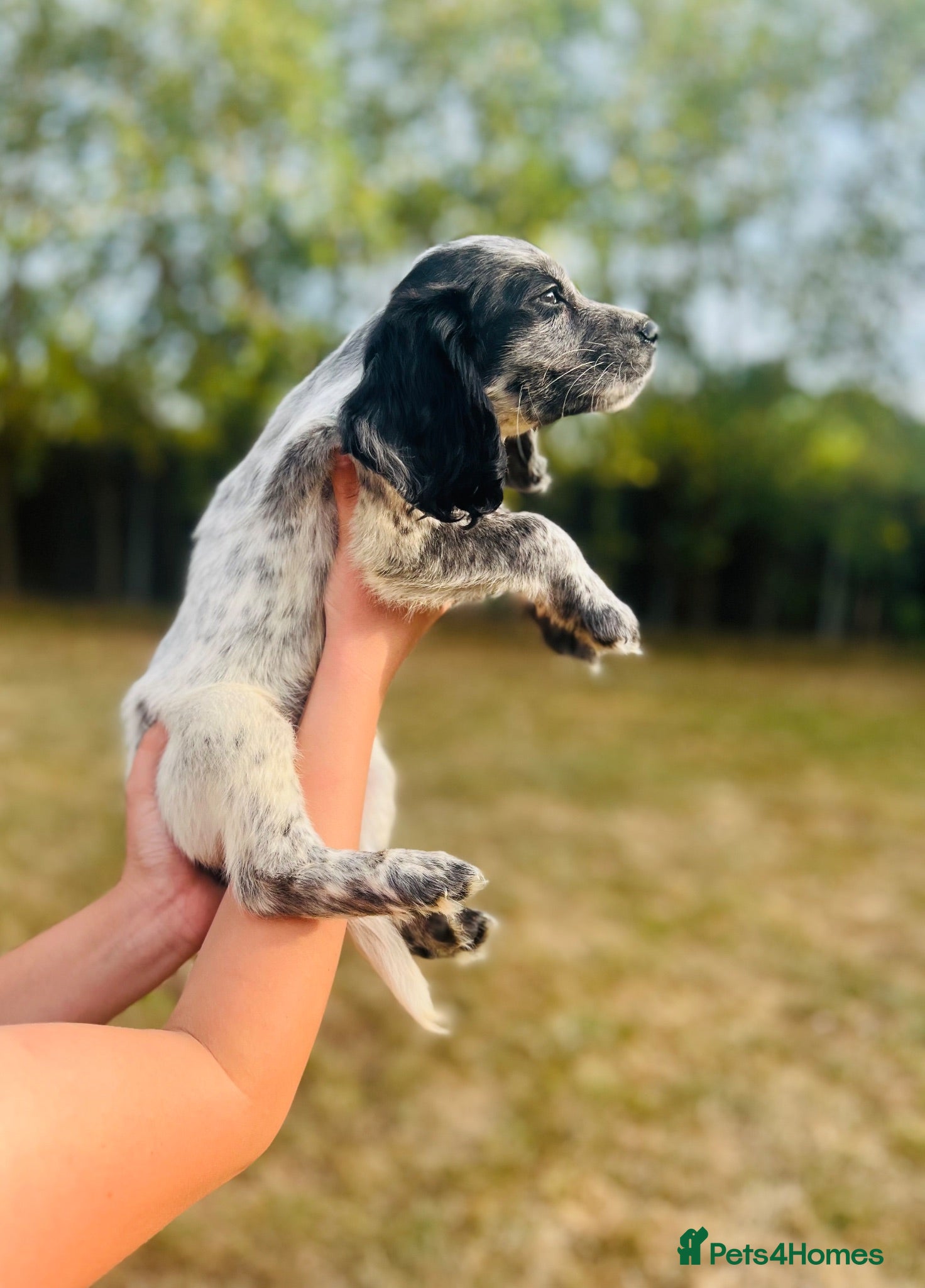 Cocker Spaniel dogs Stunning cocker spaniels ready now - Advert 2