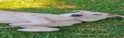 Mixed Breed dogs for adoption: China. 6 months approx. Available for adoption. in Brixham - Advert 5