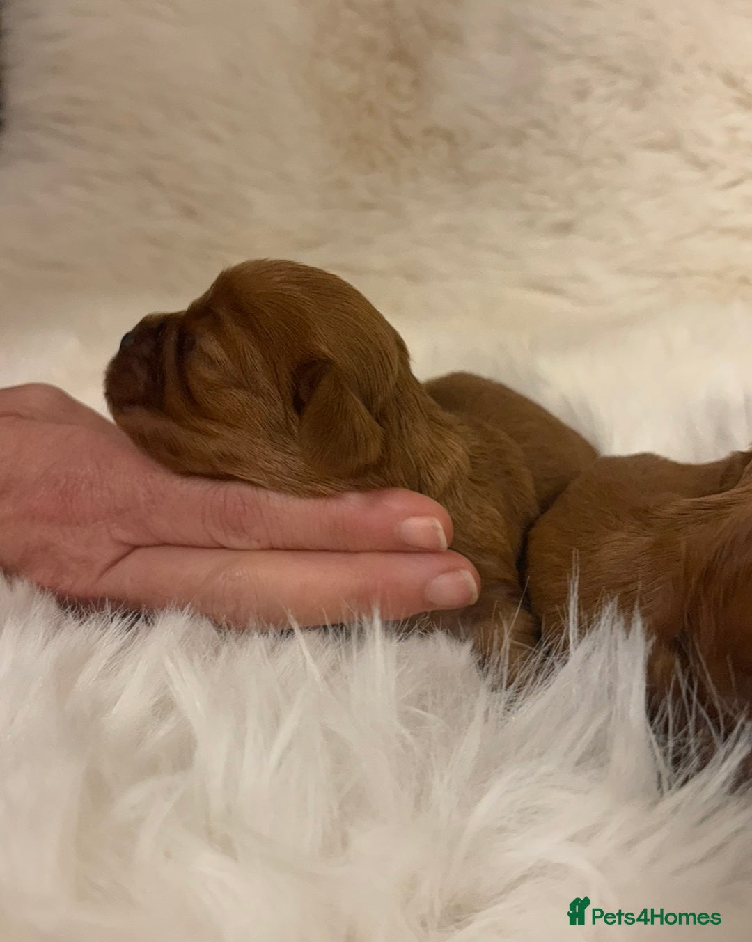 Cavalier King Charles Spaniel dogs for sale: Extensively health tested cute Cavalier puppy’s  - Advert 5