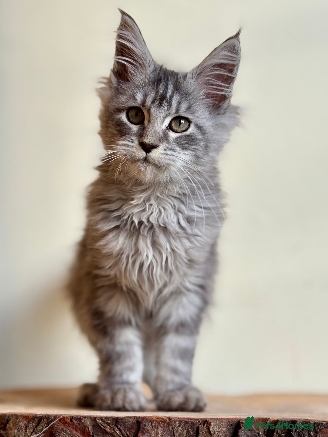 Maine Coon cats for sale: Maine Coon kittens - Advert 10