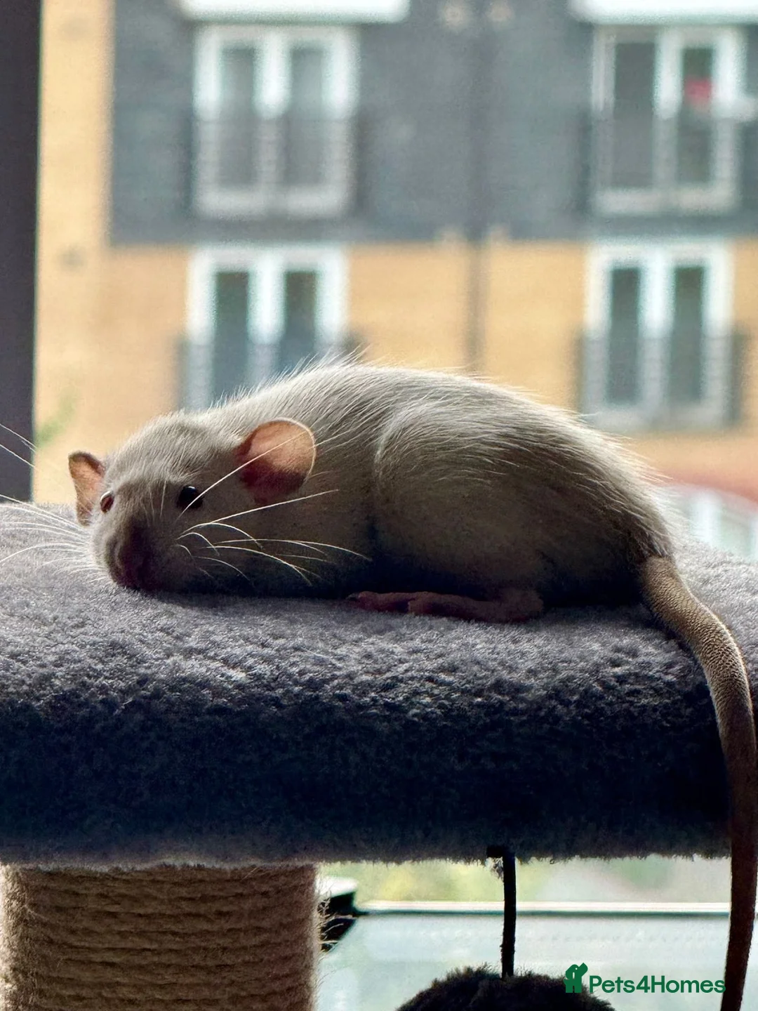 Rat rodents for sale: Rats for rehoming - Advert 2