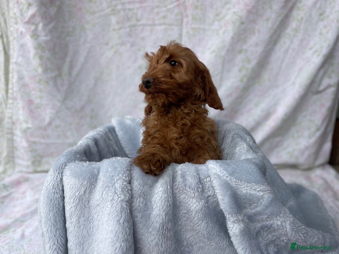 Cockapoo dogs for sale: F1 fox red cockapoos mixed littler new ad   - Image 12