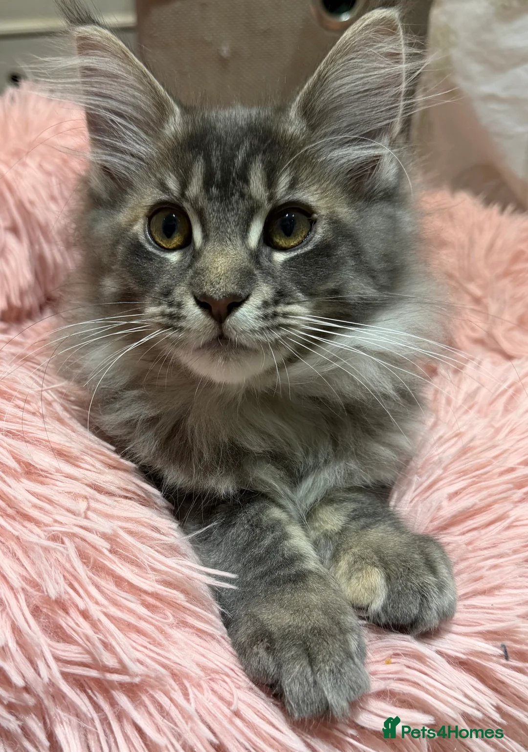 Maine Coon cats for sale: TICA Registered Maine Coon Kittens - Advert 14