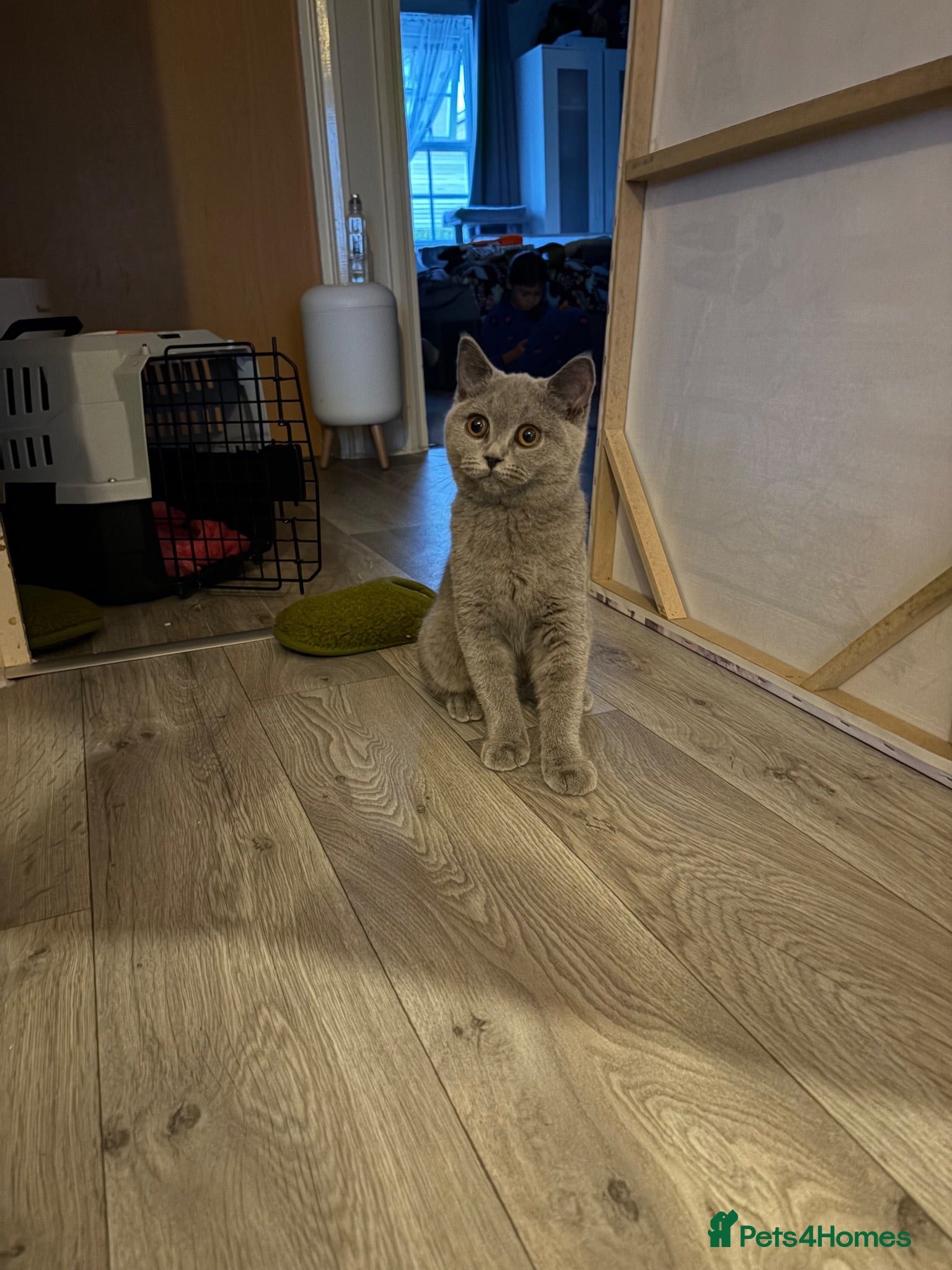 British Shorthair cats 4 months British shorthair female - Advert 8