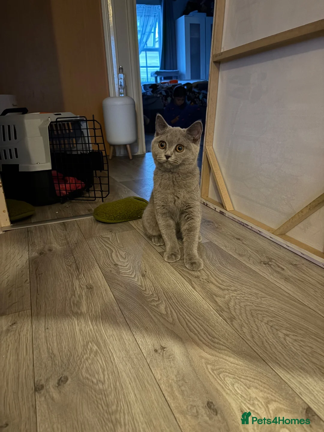 British Shorthair cats for sale: 4 months British shorthair female in Northampton - Advert 1