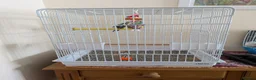 Parrots birds for sale: Blue male kakariki, cage available at cost. - Advert 6