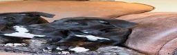 Whippet dogs for sale: Beautiful KC Whippet Puppies - Advert 34