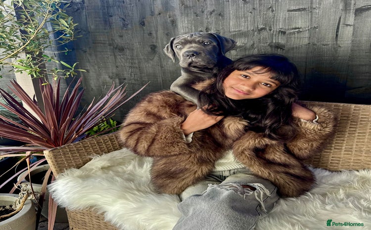 Mixed Breed dogs Last two mastiff pups available  - Advert 2