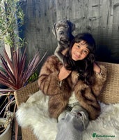 Mixed Breed dogs Last two mastiff pups available - Advert 4