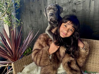 Mixed Breed dogs Last two mastiff pups available - Advert 9