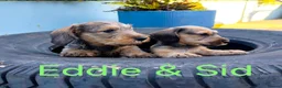 Miniature Dachshund dogs for sale: Premium Mini Wire-haired Dachshund Puppies - Advert 9