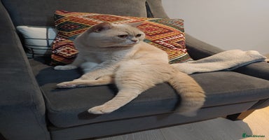 British Shorthair cats - Advert 5