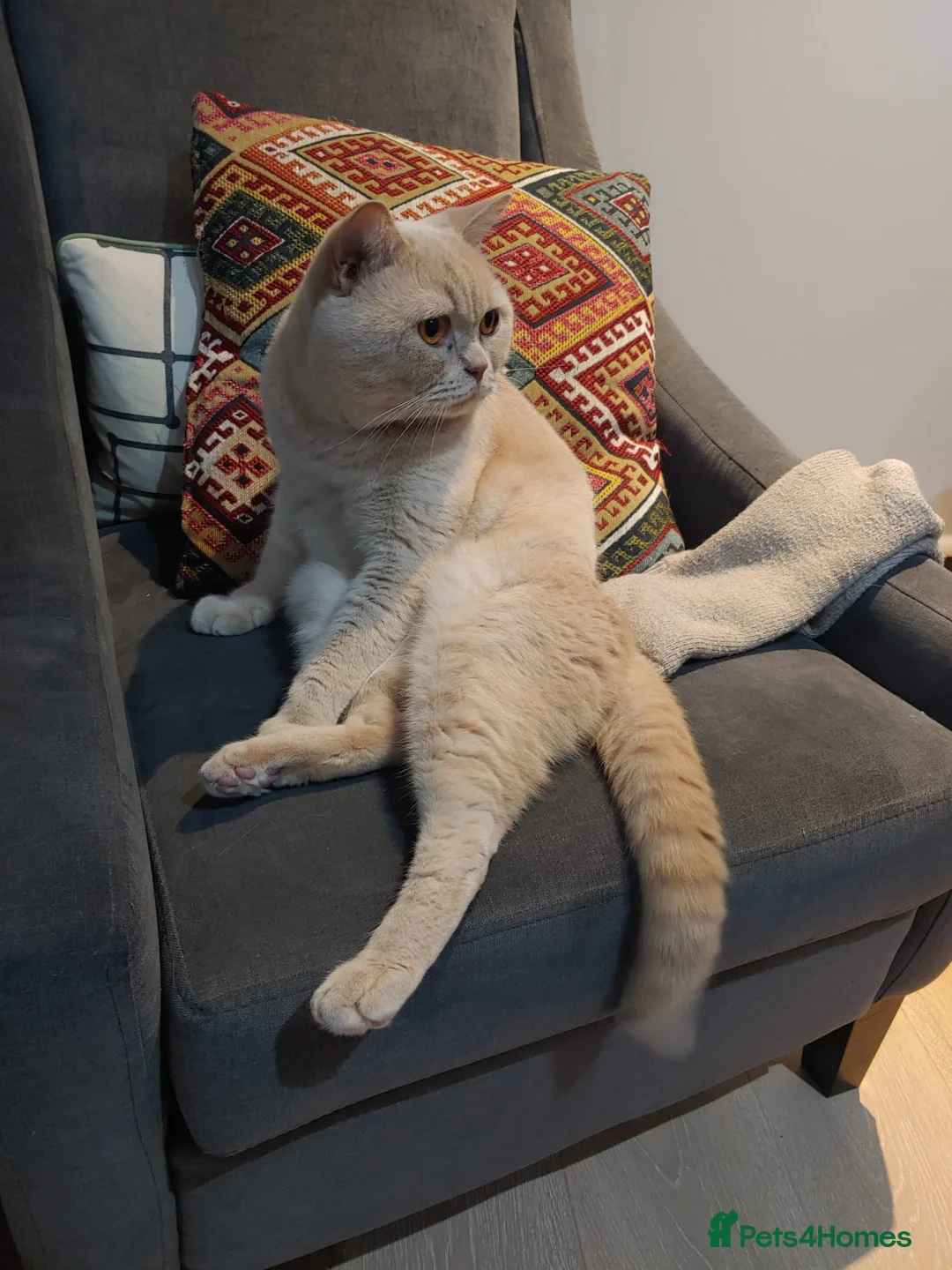 British Shorthair cats for stud: Cream British Shorthair For Stud - Advert 2