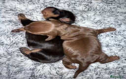 Dachshund dogs for sale: Miniature dachshund puppies  - Image 23