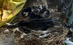 British Shorthair cats for sale: 4 kittens available from 23.08.25 - Image 2