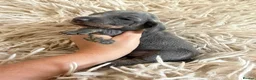 Miniature Dachshund dogs for sale: Beautiful KC Registered Miniature Dachshund Pups  - Advert 7