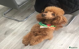 Toy Poodle dogs for stud: Toy Poodle - Image 2