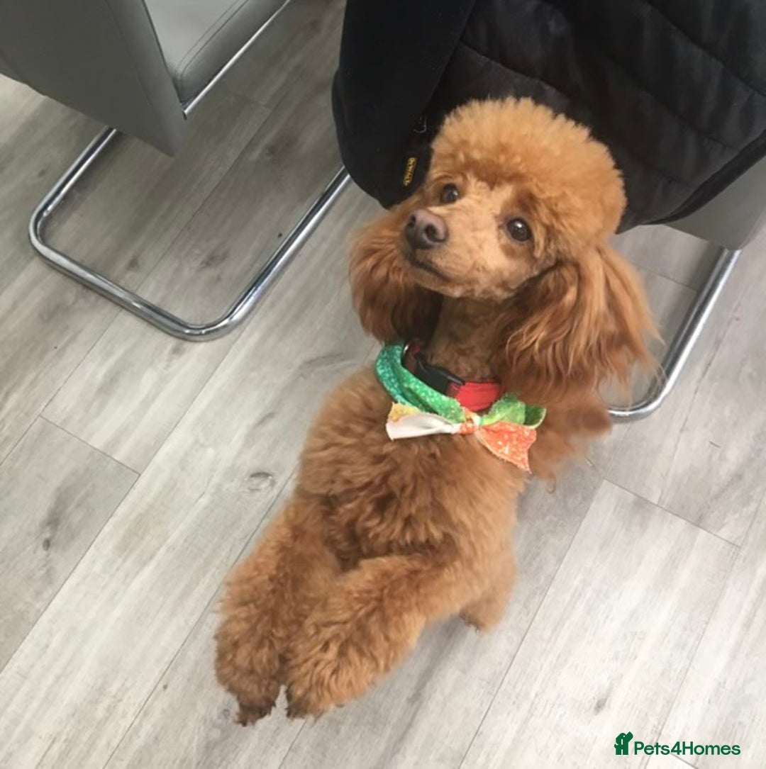 Toy Poodle dogs for stud: Toy Poodle - Image 2
