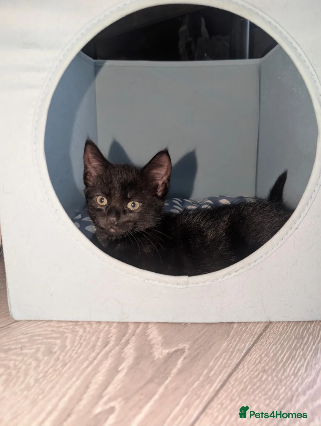 Mixed Breed cats for sale: Kittens Looking for Their Forever Homes in Ipswich - Advert 15