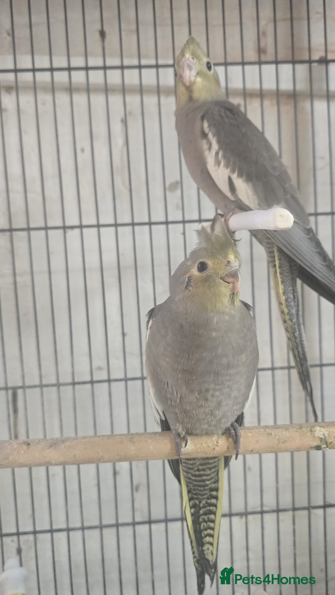 Cockatiels birds Cockatiel - Advert 2
