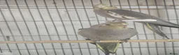 Cockatiels birds for sale: Cockatiel - Advert 1