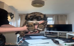 Shihpoo dogs for sale: Beautiful Shihpoo puppies  - Image 3