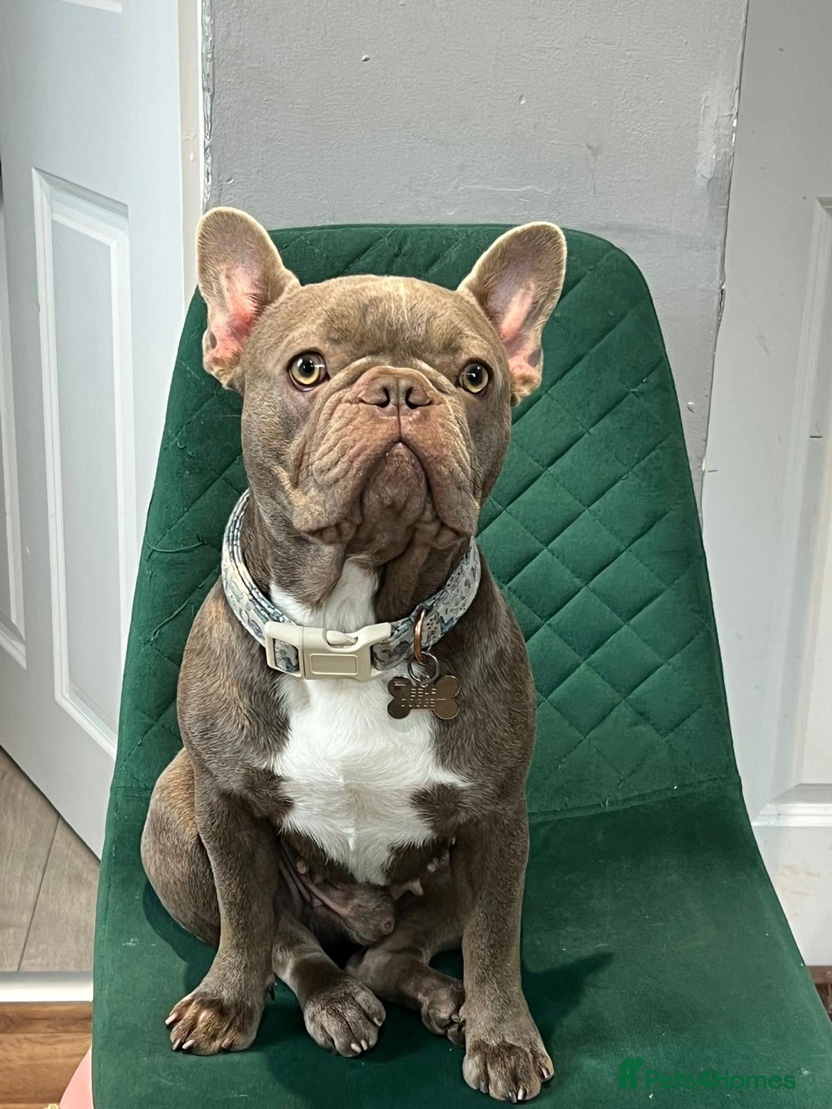 French Bulldog dogs 13month old Frenchie for sale - Advert 1
