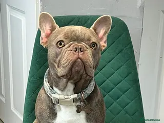French Bulldog dogs 13month old Frenchie for sale - Advert 1