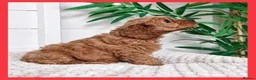 Cavapoo dogs for sale: Gorgeous cavapoo puppies from DNA tested parents - Advert 18