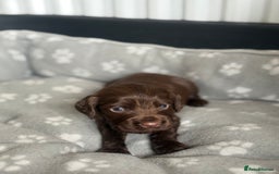 Cocker Spaniel dogs for sale: Cocker spaniel puppies  in Peterlee - Image 12