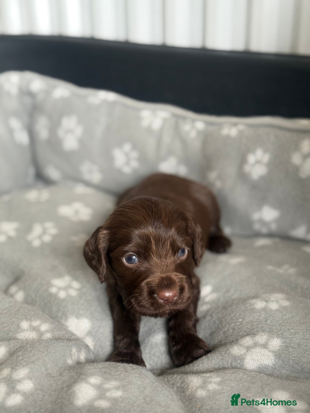 Cocker Spaniel dogs for sale: Cocker spaniel puppies  in Peterlee - Image 12