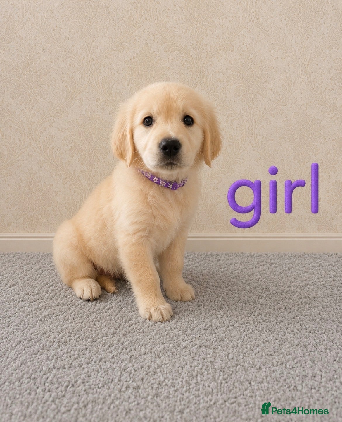 Golden Retriever dogs Beautiful Golden Retriever puppies  - Advert 1