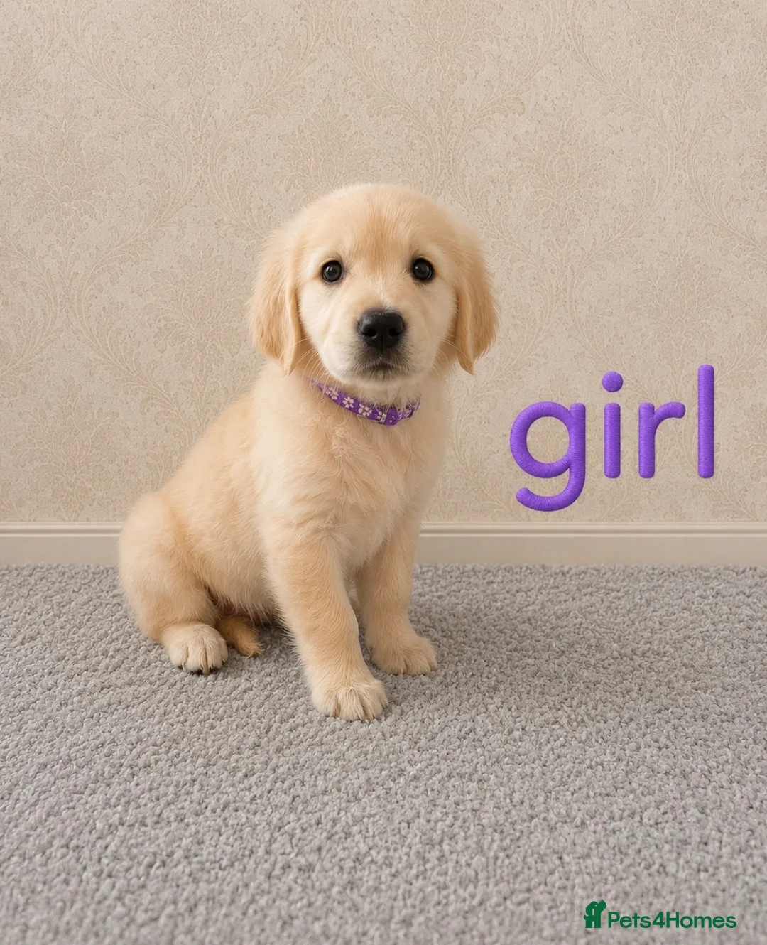 Golden Retriever dogs for sale: Beautiful Golden Retriever puppies  - Advert 1