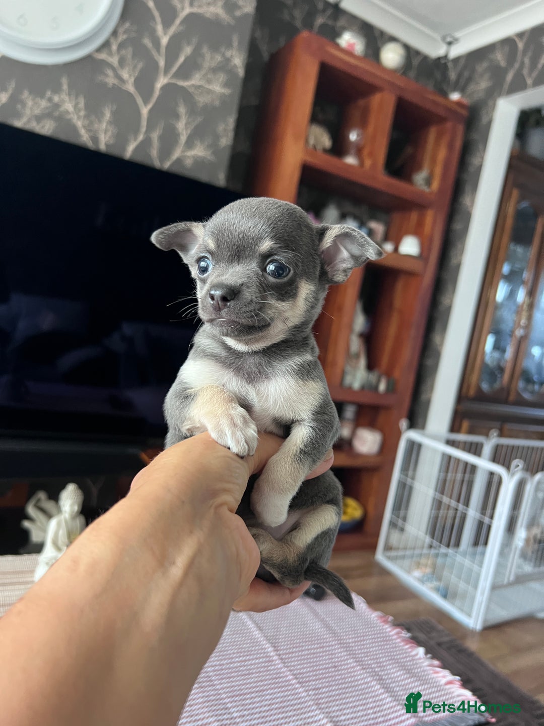Chihuahua dogs for sale: Adorable apple head short coat chihuahua puppies.  - Image 26