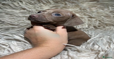 Miniature Dachshund dogs - Advert 6