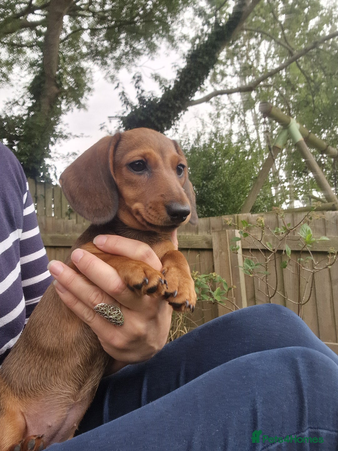 Dachshund dogs for sale: Champion sired, show quality miniature, ready now. - Image 19
